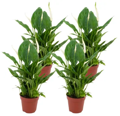 Produktbild von Zynesflora 4 Stück Spathiphyllum Vivaldi Einblatt im 12 cm Pflanzentopf - Höhe: 35-40 cm - Friedenslilie Luftreinigende Zimmerpflanze Pflegeleicht