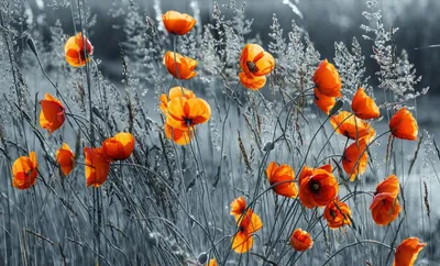 Orange poppies in a field of dry grass.