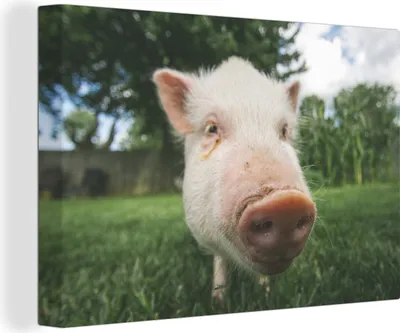Produktbild von OneMillionCanvasses® - Leinwandbilder - 150x100 cm, Schwein - Nahaufnahme - Gras, Wandbilder Kunstdruck Wanddekoration