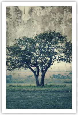 Produktbild von Poster - Poster ohne Rahmen - Baum Natur Feld - 61x91,5 cm - Wand Bild - Wanddeko - Wandbilder - Kunstposter - Wandposter - Bilder - Kunstdruck - Wanddekoration - Wandbild - P2XPA61x91-3627