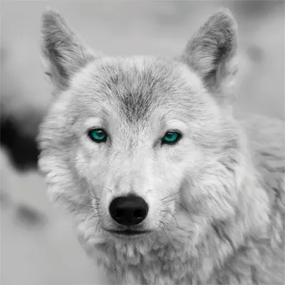 Produktbild von Leinwandbild - Grau - 35 x 35 cm - Wolf