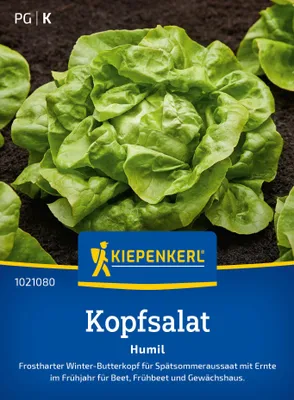 Artikelbild 2 von 'Kopfsalat Humil' aus der Kategorie Kopfsalatsamen