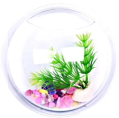 Imagen del producto de Solidchoice - Acuario de pared de 15 cm para plantas de hidroponía