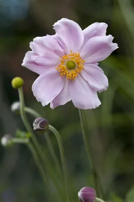 Produktbild von Anemone tomentosa 'Septemberglanz', Herbst-Anemone, rosa, ca. 9x9 cm Topf