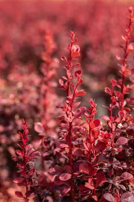 Produktbild von Berberis thunbergii 'Ruby Star', Blutberberitze, rotlaubig, 30–40 cm