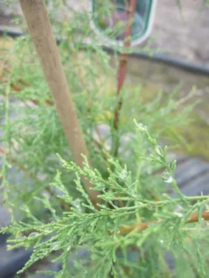 Produktbild von Heide Tamariske - Sommertamariske - Tamarix ramosissima - 60-80cm