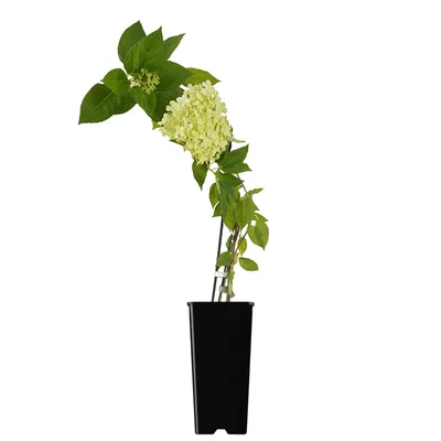 Produktbild von Rispenhortensie Limelight mit riesigen Blütenständen, frostbeständig, 2L Topf