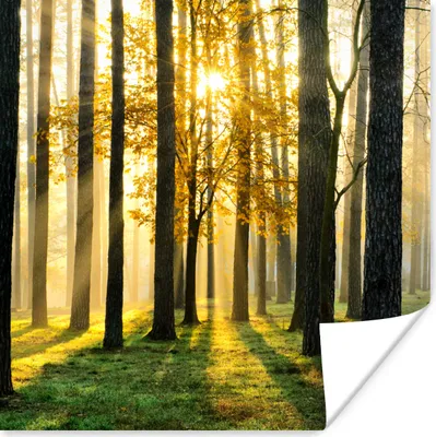 Produktbild von MuchoWow® Poster Wald - Sonne - Bäume - Gras - Landschaft - Natur 100x100 cm - Babyzimmer