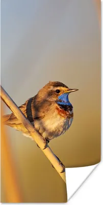 Produktbild von MuchoWow® Poster Vögel - Blaukehlchen - Schilf 40x80 cm - Dekoration