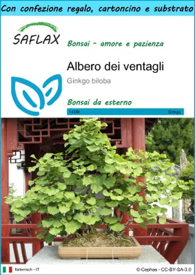 Immagine prodotto di SAFLAX Set regalo - Albero dei ventagli - 4 semi - Ginkgo