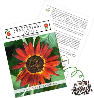 Produktbild von Farbenfrohe Sonnenblumen Samen mit hoher Keimrate - Blumensamen für einen bunten & bienenfreundlichen Garten (1x Eklipse)