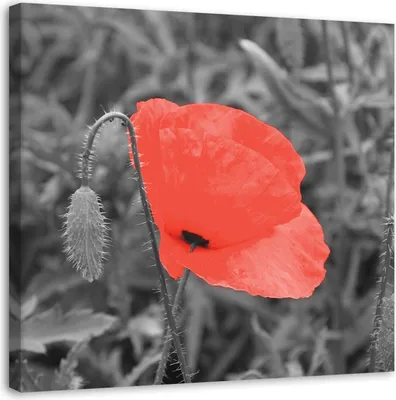 Produktbild von Leinwandbild rote mohnblumen in grau 60x60 cm Feeby rot wandbild bereit zum aufhängen