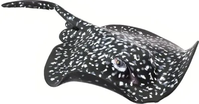 Immagine prodotto di Safari Ltd 100317 Razza marmorizzata 20 cm Animali acquatici