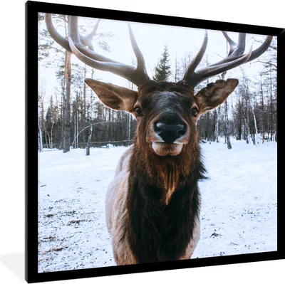 Produktbild von MuchoWow® MuchoWow® Gerahmtes Poster Rotwild - Schnee - Geweih 40x40 cm - Poster mit zchwarzem Bilderrahmen - Mit Rahmen - Wanddekoration Schlafzimmer