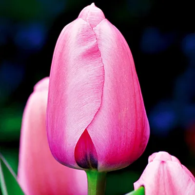 Zdjęcie produktu dla Tulipan Darwina Pink Impression 5 szt Tulipany Cebulki Tulipanów Cebule
