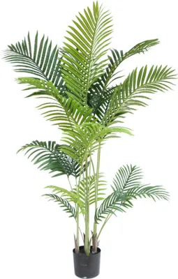 Produktbild von Kunstpflanze Phönix 160 cm