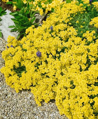 Produktbild von Alyssum saxatile 'Sulphureum', Steinkraut, gelb, ca. 9x9 cm Topf