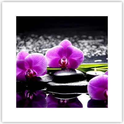 Produktbild von Poster - Poster ohne Rahmen - Orchidee Natur Wasser Blume - 30x30 cm - Wand Bild - Wanddeko - Wandbilder - Kunstposter - Wandposter - Bilder - Kunstdruck - Wanddekoration - Wandbild - P2XAC30x30-2658