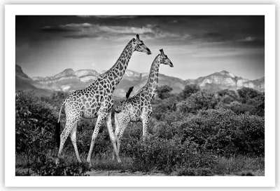 Produktbild von Poster - Poster ohne Rahmen - Giraffen Schwarzweiß Fotografie - 91,5x61 cm - Wand Bild - Wanddeko - Wandbilder - Kunstposter - Wandposter - Bilder - Kunstdruck - Wanddekoration - P2XAA91x61-4441