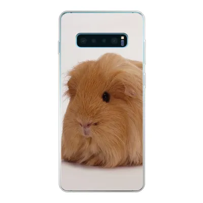 Produktbild von MuchoWow® Handyhülle Schutzhülle Hülle für Samsung Galaxy S10 Plus Sheltie-Meerschweinchen Silikon Softcase Handy Hülle - Schutzhülle