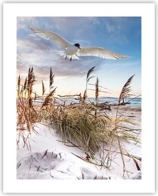 Produktbild von Poster - Poster ohne Rahmen - Möwe Meer Küste - 40x50 cm - Wand Bild - Wanddeko - Wandbilder - Kunstposter - Wandposter - Bilder - Kunstdruck - Wanddekoration - Wandbild - P2XPA40x50-4902