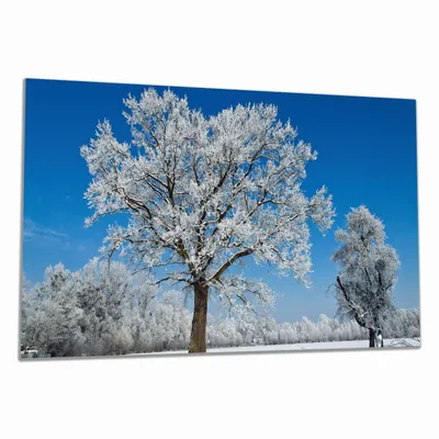Produktbild von Wallario Herdabdeckplatte aus Glas, Größe 90 x 52 cm 1-teilig, Motiv Schneebedeckter Baum mit blauen Himmel