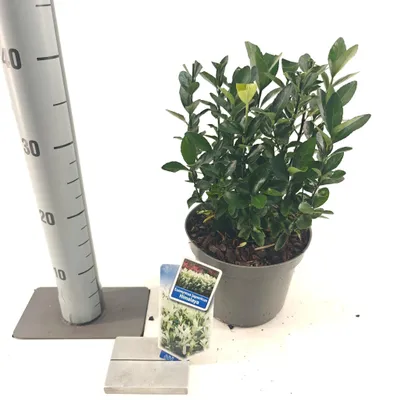 Obrázok produktu pre Euonymus jap. Himalaya ('Lankveld06'PBR)  – vŕbovec | 25–30 cm v črepníku