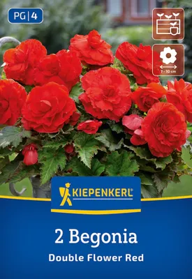 Produktbild von Kiepenkerl Knollenbegonie Rot Gefüllt Begonia x Tuberhybrida 2 Pflanzen
