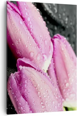 Produktbild von Bild auf Leinwand - Leinwandbild - Einteilig - Tulpen Tau Steine Pflanze - 70x100cm - Wand Bild - Wanddeko - Wandbilder - Leinwanddruck - Wanddekoration - Leinwand bilder - Wandbild - PA70x100-2485