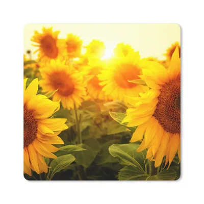 Produktbild von MuchoWow® Mauspad Mousepad Sonnenblume - Gelb - Blumen - Sonne 20x20 cm - Mousepads - Maus Mat - Pad - Mausunterlage - Desk Mat - Bureauartikeln - Schulsachen