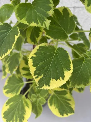 Produktbild von Hydrangea petiolaris Miranda - Kletterhortensie Miranda