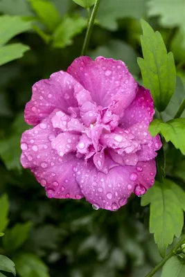 Produktbild von Hibiscus syriacus 'Magenta Chiffon', Gartenhibiskus, magenta, 60–80 cm