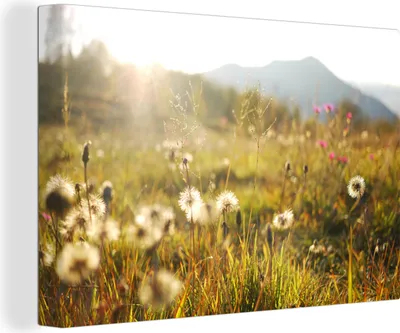 Produktbild von OneMillionCanvasses® - Leinwandbilder - 150x100 cm, Licht - Gras - Blumen, Wandbilder Kunstdruck Wanddekoration