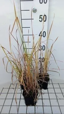 Obrázok produktu pre 6 x Typha angustifolia - Bylinkovec úzkolistý - Kvetináč 9 x 9 cm