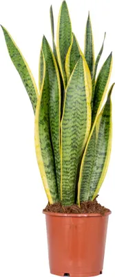 Zdjęcie produktu dla Bloomique - Sansevieria Laurentii - Język teściowej - Roślina doniczkowa - Oczyszczająca powietrze - Bardzo łatwa w pielęgnacji - Wysokość 50-70 cm - Doniczka 17 cm