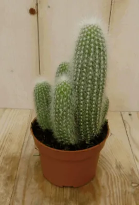 Productafbeelding van Cactus Stekel kamerplant Warentuin Natuurlijk