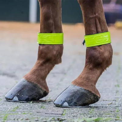 Immagine prodotto di Bende riflettenti Horka Marrone Marrone Taglia unica