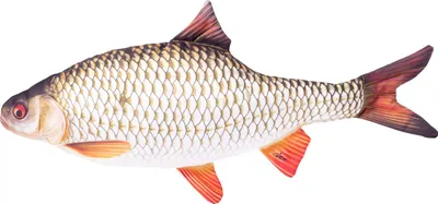 Produktbild von Kuscheltier Weißfisch Rotauge 52 cm, auch als Kissen nutzbar