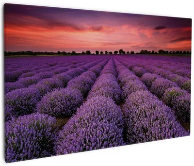 Produktbild von Wallario Premium Leinwandbild Lavendelfeld unter rotem Himmel in Größe 60 x 90 cm