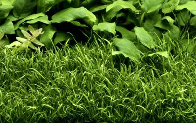 Produktbild von Aquarium Pflanze Lilaeopsis brasiliensis Wasserpflanzen AquaOne Topf Nr.340 Deko