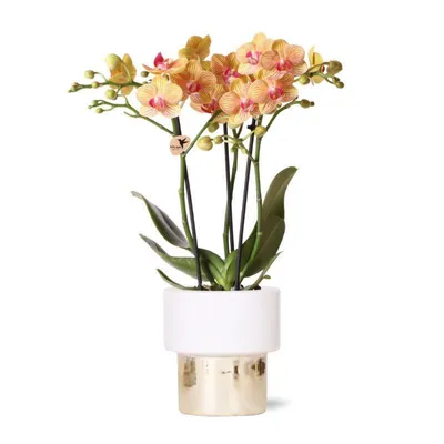 Zdjęcie produktu dla Hummingbird Orchids - bialy storczyk Phalaenopsis - Jamaica + doniczka Lush - rozmiar doniczki 9 cm - wysokosc 40 cm - kwitnaca roslina doniczkowa