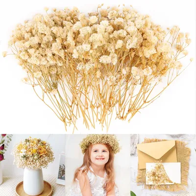 Getrocknetes Schleierkraut, 15 cm, 20 Stück, Trockenblumen für DIY-Deko