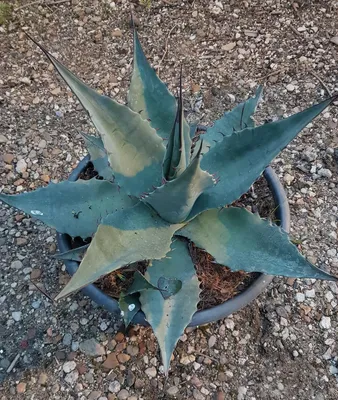 Image de Agave havardiana / Agave de Havard