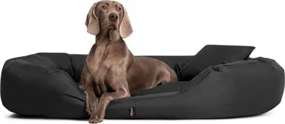 Produktbild von tierlando® Orthopädisches Hundebett SAMMY | Robuster Polyester | Dicke Umrandung - Größe: 170x110cm | Farbe: 40 Anthrazit