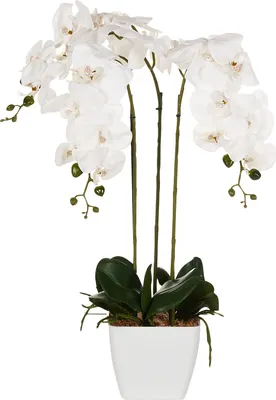 Zdjęcie produktu dla BELIANI Sztuczna roślina doniczkowa orchidea biała z zielonym materiał syntetyczny 59 cm dekoracja do wnętrz