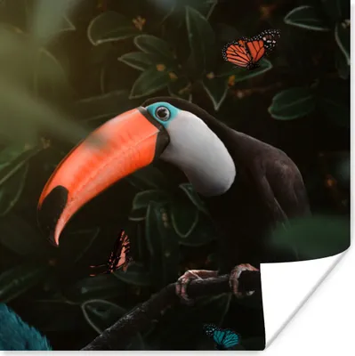 Produktbild von MuchoWow® Poster Tukan - Schmetterling - Blätter 75x75 cm - Wand Dekoration