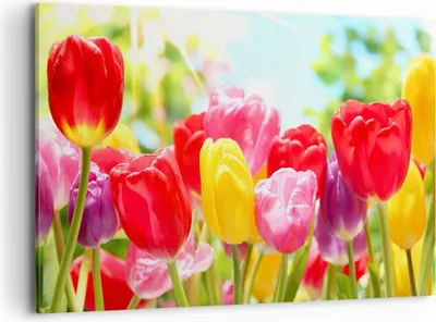 Produktbild von Bild auf Leinwand - Leinwandbild - Tulpe Blume Garten Plantage - 120x80cm - Wand Bild - Wanddeko - Leinwanddruck - Bilder - Kunstdruck - Wanddekoration - Leinwand bilder - Wandkunst - AA120x80-2466