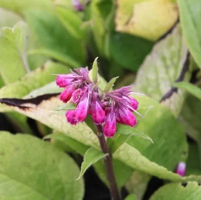 Produktbild von 6 x Smeerwortel - Symphytum rubrum  | Topf 9cm x 9cm
