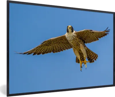 Produktbild von MuchoWow® Gerahmtes Poster Wanderfalke - Himmel - Raubvogel 90x60 cm - Poster mit Schwarzem Bilderrahmen Wandposter Rahmen Foto Bilder - Fotorahmen - Foto-Plakat
