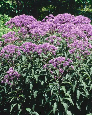 Produktbild von Eupatorium fistulosum 'Baby Joe', Wasserdost, rosa, ca. 11x11 cm Topf